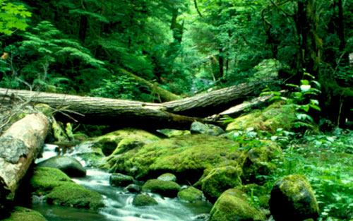forestry forestry
